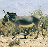 Bí mật của loài lừa hoang châu Phi có "chân ngựa vằn"
