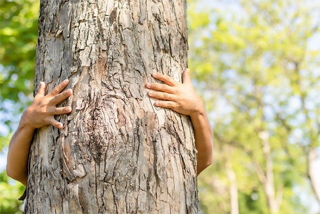 Việc ôm cây có thể mang đến lợi ích cho sức khỏe thể chất và tinh thần.