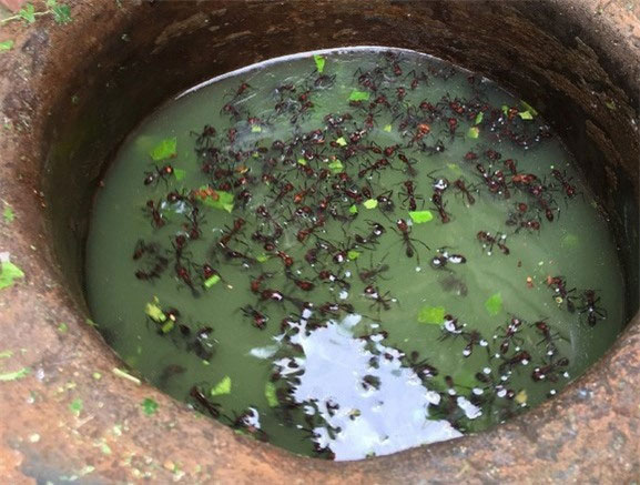 Tập tục kinh dị: Muốn được công nhận là đàn ông, bạn phải chịu cảnh kiến cắn đến 