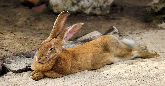 Thỏ có khả năng sinh sản rất nhanh, vậy tại sao chúng chưa trở thành thức ăn chủ yếu của con người?