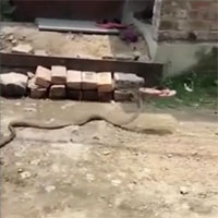 Video: Bị dân xua đuổi, rắn hổ mang thản nhiên "trộm dép" rồi bỏ đi