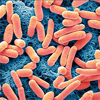 Phát minh đột phá sản xuất điện từ vi khuẩn E. coli