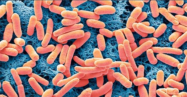 Phát minh đột phá sản xuất điện từ vi khuẩn E. coli