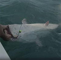 Video: Cần thủ câu được cá nheo châu Âu bạch tạng khổng lồ
