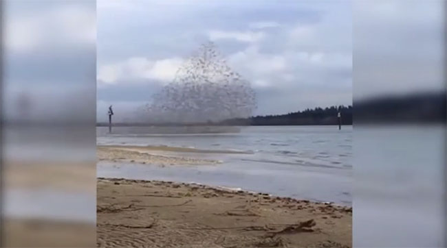 Đàn chim sáo đá bay lượn trên bờ biển.