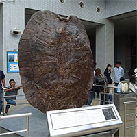 Cứ ngỡ “cụ rùa” Tây Du Ký là tưởng tượng, hóa ra "bản real" dài 5m từng sống trên Trái đất