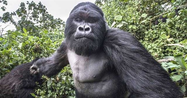 Vì sao hổ và sư tử luôn né đụng mặt với khỉ đột?