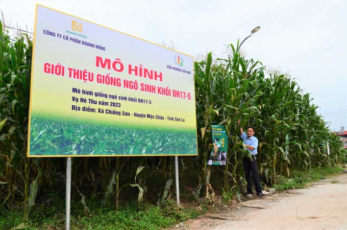 Giống ngô sinh khối đầu tiên của Việt Nam cao gần bằng đèn đường