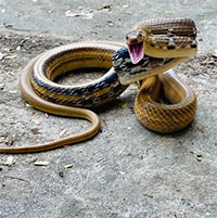 Loài rắn cực kỳ hung dữ, nhưng có ích cho nhà nông