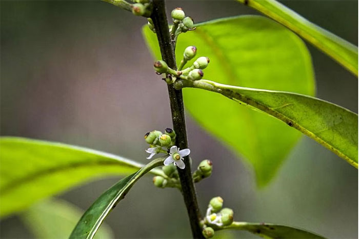 Tìm thấy cây nhựa ruồi Brazil sau gần 2 thế kỷ