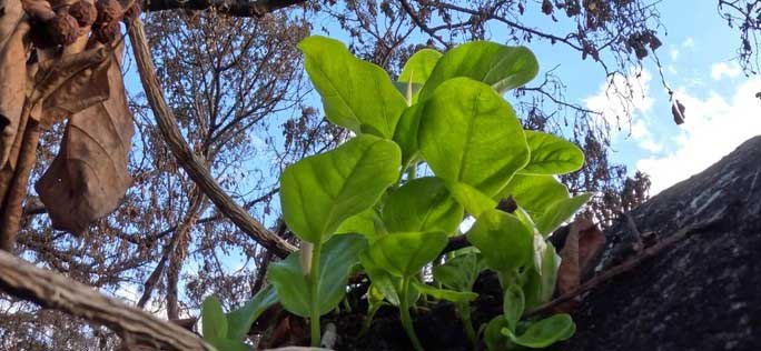 Cây đa bồ đề cháy đen trong bão lửa Hawaii hồi sinh
