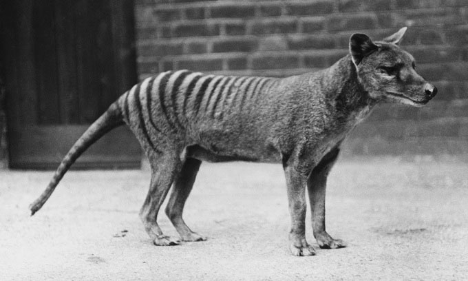 Một con hổ Tasmania (Thylacinus cynocephalus) sống trong điều kiện nuôi nhốt khoảng năm 1930.