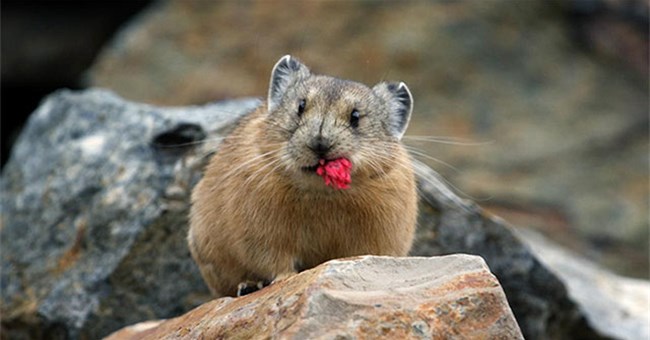Tại sao lại có tận 1,2 tỷ con thỏ pika sinh sống trên cao nguyên cao nhất thế giới?
