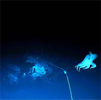 Video: Bạch tuộc Dumbo "có tai" hiếm gặp dưới đáy đại dương