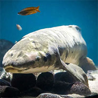 Con cá già nhất thế giới sống trong thủy cung
