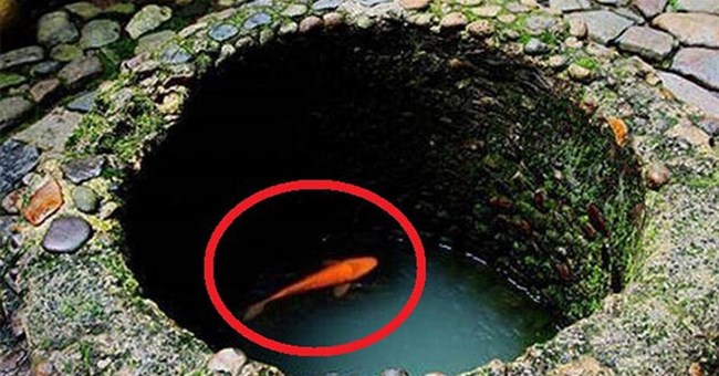 Vì sao người xưa cứ đào giếng xong liền thả cá, rùa xuống?