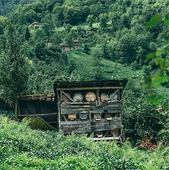 Loại mật ong đắt nhất thế giới, được mệnh danh là 