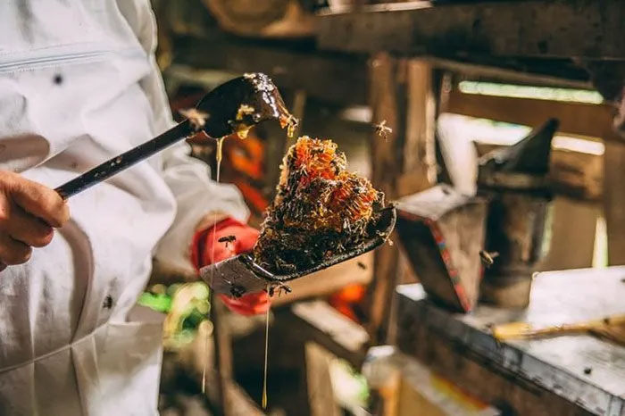 Loại mật ong đắt nhất thế giới, được mệnh danh là 