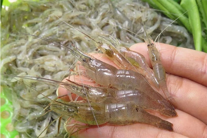 Cách phân biệt con tôm và con tép