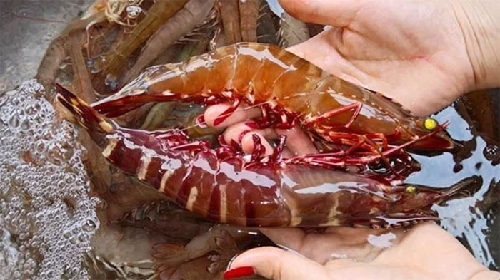 Cách phân biệt con tôm và con tép