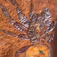 Phát hiện vết tích của loài nhện cỡ lớn ở Australia