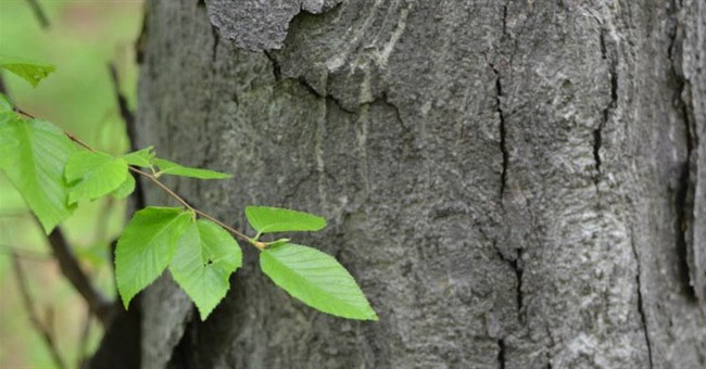 Kỳ lạ loại cây được mệnh danh vua gỗ, cứng hơn thép, đạn bắn không thủng