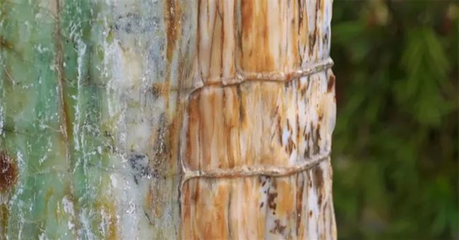 Cây gỗ hóa ngọc sánh ngang kim cương, giá 600 tỷ đồng