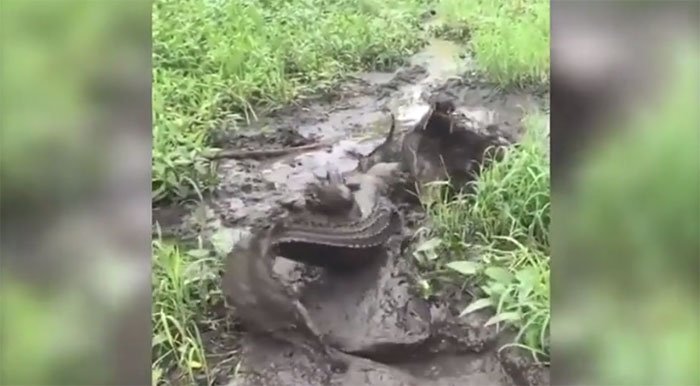 Cá sấu là bậc thầy săn mồi. 