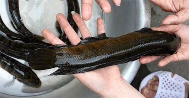 Độc lạ loài cá chỉ có ở một tỉnh của Việt Nam: Biết bò trên cạn, leo cây, bắt chim