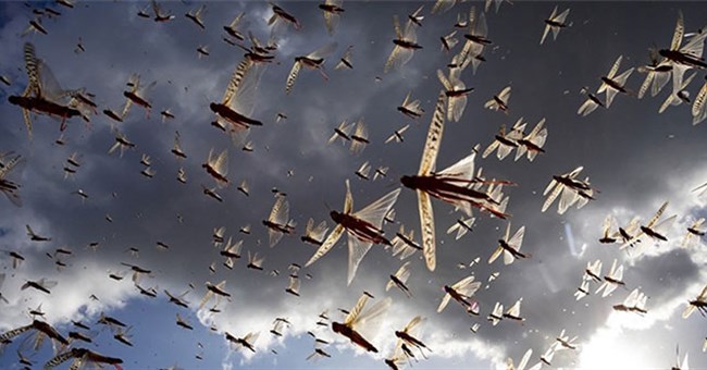 Vì sao người xưa không câu cá hay ăn châu chấu trong nạn đói?