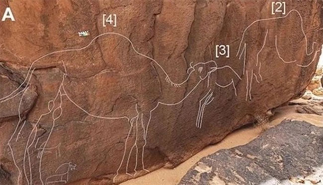 Những hình chạm khắc lạc đà bí ẩn trên sa mạc Ả Rập Saudi
