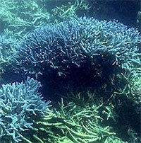 Phát hiện loài san hô phổ biến ở Biển Đỏ "di cư" đến Địa Trung Hải