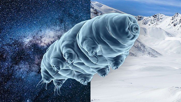 Bí mật của tardigrade bất tử: Một sinh vật không sợ bất kỳ thử thách nào!
