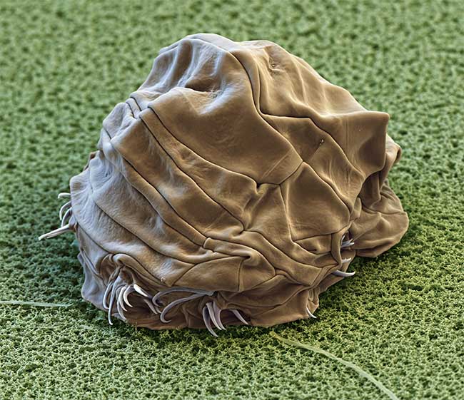 Bí mật của tardigrade bất tử: Một sinh vật không sợ bất kỳ thử thách nào!