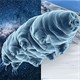 Bí mật của tardigrade bất tử: Một sinh vật không sợ bất kỳ thử thách nào!