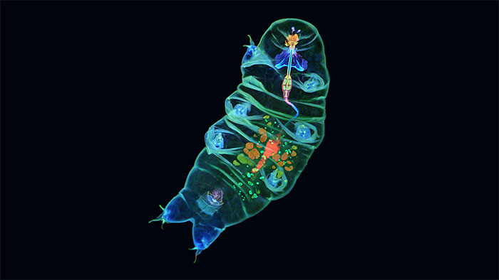 Bí mật của tardigrade bất tử: Một sinh vật không sợ bất kỳ thử thách nào!