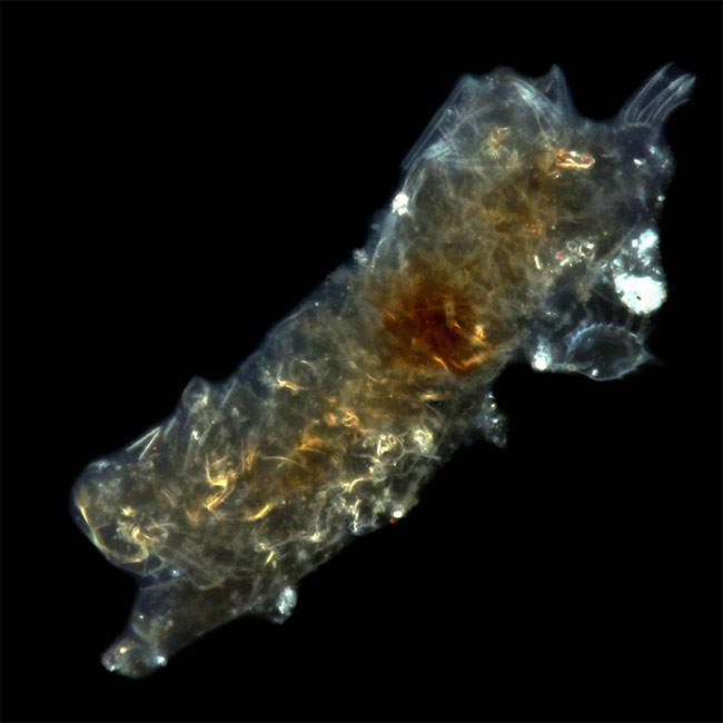 Bí mật của tardigrade bất tử: Một sinh vật không sợ bất kỳ thử thách nào!