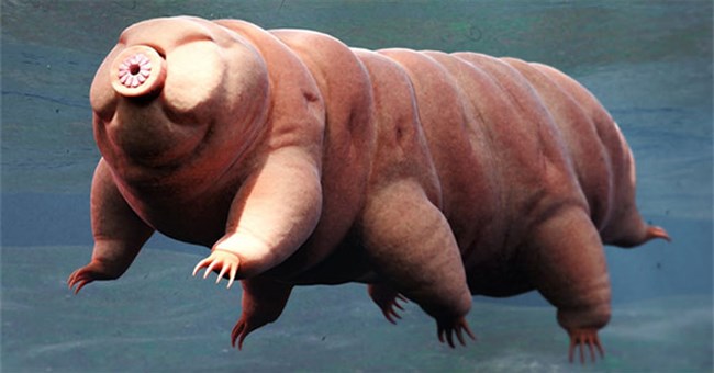 Bí mật của tardigrade bất tử: Một sinh vật không sợ bất kỳ thử thách nào!