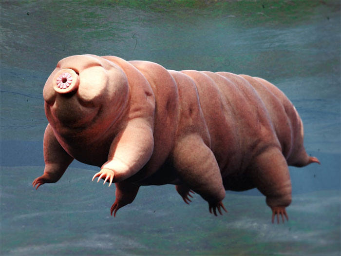 Bí mật của tardigrade bất tử: Một sinh vật không sợ bất kỳ thử thách nào!