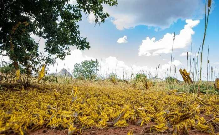 Vì sao châu chấu sa mạc không thể diệt?