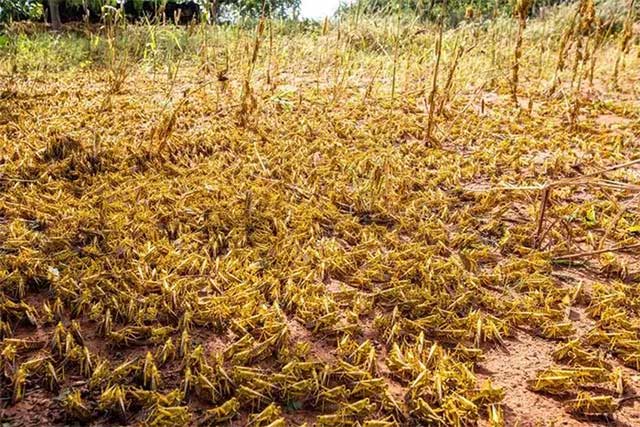 Vì sao châu chấu sa mạc không thể diệt?