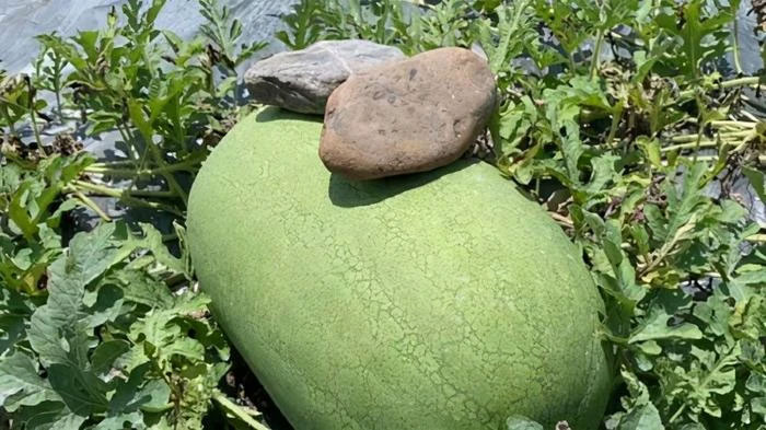 Trên mỗi quả dưa hấu đều được đặt lên một cục đá, to nhỏ nhiều kích cỡ