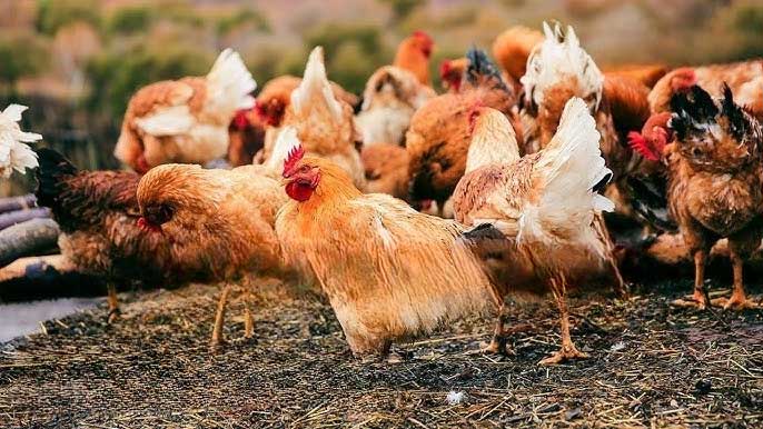 Trung Quốc huy động gấp gần 3 triệu con gà để tiêu diệt loài côn trùng gây thiệt hại 100 tỷ đồng mỗi năm