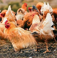 Trung Quốc huy động gấp gần 3 triệu con gà để tiêu diệt loài côn trùng gây thiệt hại 100 tỷ đồng mỗi năm