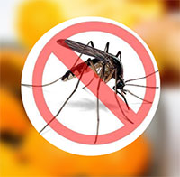 Đuổi muỗi, tránh sốt xuất huyết bằng vài thứ có sẵn trong nhà