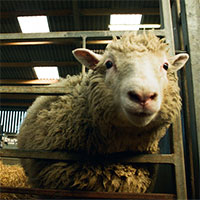 Chuyện gì đã xảy ra với cừu Dolly và bản sao của nó?