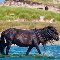 Hòn đảo Canada bị ngựa hoang tàn phá