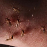 Nằm phòng điều hòa có thể tránh muỗi 100% hay không: Chuyên gia tiết lộ sự thật giật mình!