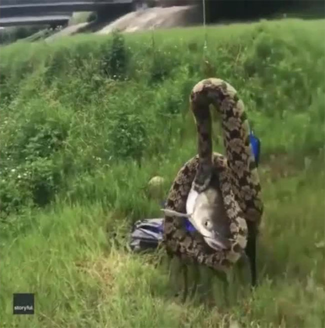 Khi kéo con mồi lên khỏi mặt nước, con rắn vẫn cắn chặt lấy con cá.