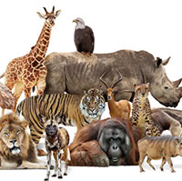 Có bao nhiêu con vật từng tồn tại trên Trái đất?